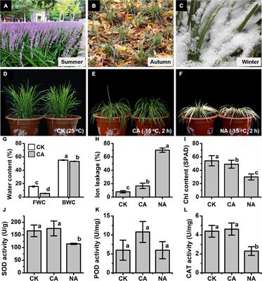 Integration of Metabolome and Transcriptome Studies Reveals Flavonoids, Abscisic Acid, and Nitric Oxide Comodulating the Freezing Tolerance in Liriope spicata